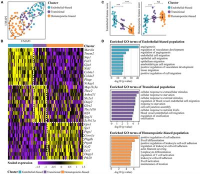 Spatiotemporal and Functional Heterogeneity of Hematopoietic Stem Cell-Competent Hemogenic Endothelial Cells in Mouse Embryos